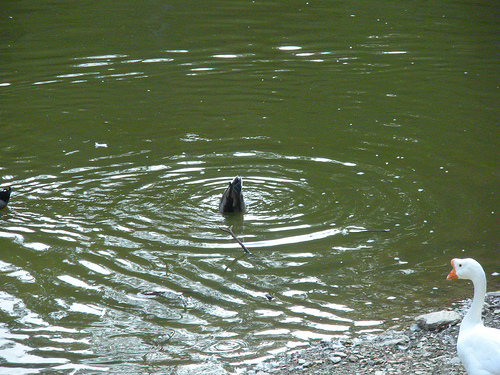 Geese and Ducks 9 30 10 (1)