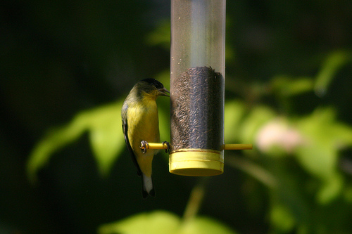 Lesser Goldfinch 4