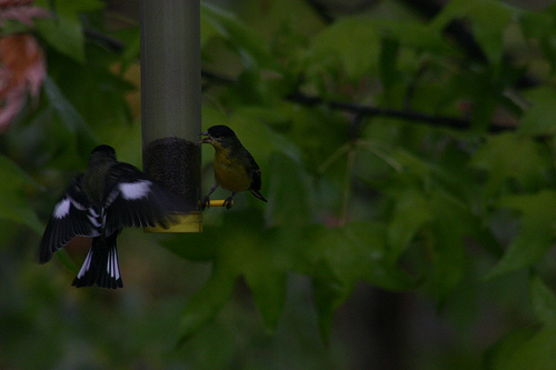 Lesser Goldfinch 2