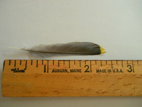 Lesser Goldfinch feather