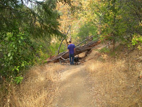 Red Shack 10 6 10 (9) Tree Down