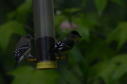 Lesser Goldfinch 1