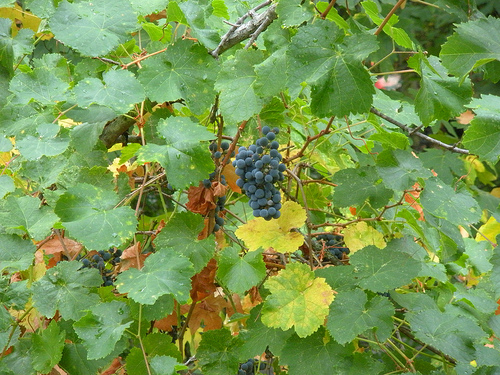 10 3 10 walking trail Wild grapes