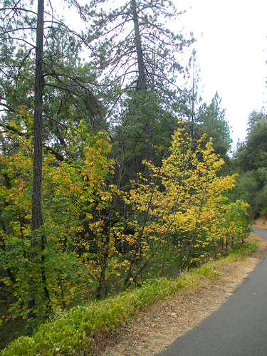 10 3 10 walking trail Fall Color