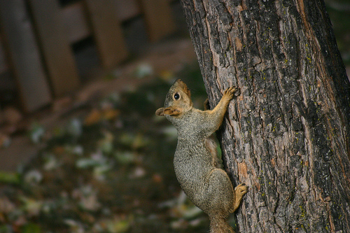 Busy Squirrel