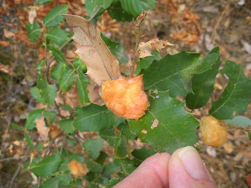 Red Shack 10 6 10 (8) Some sort of gall