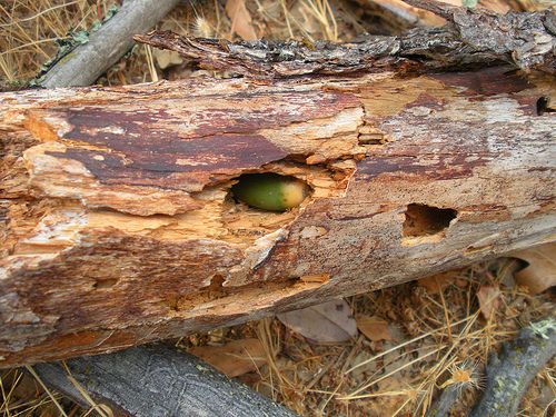 Red Shack 10 6 10 (11) Acorns in the trunk