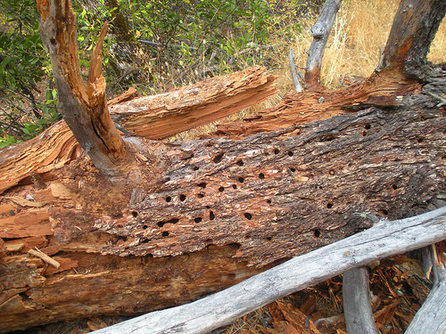 Red Shack 10 6 10 (12) Acorn holes