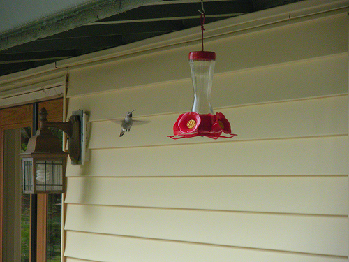 Hummingbird at the feeder