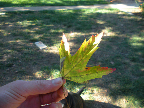 Red tipped leaf