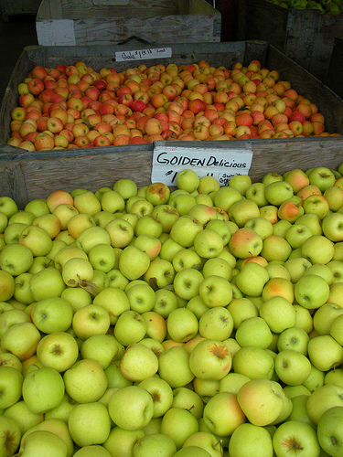 Apples in Bins at High Hill