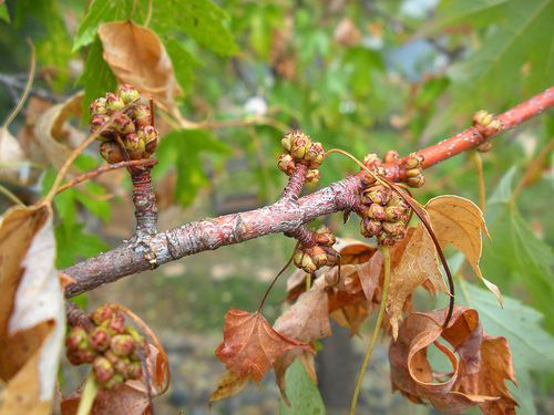 Leaves on maple 10 10