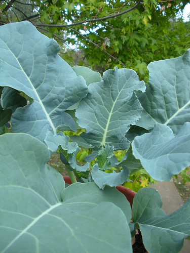 Broccoli leaves 10 10 