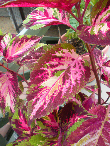 Leaves on coleus 10 10