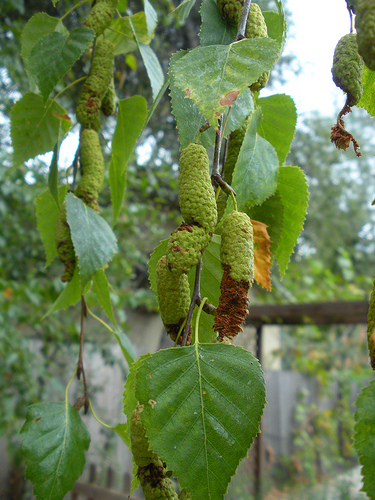 Tree Study Birch 10 10 leaves