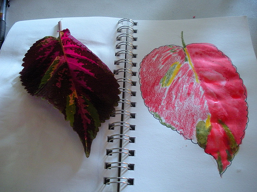 Coleus leaf in My Nature Journal
