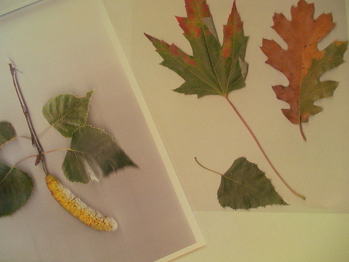 Tree Study Leaves on copier