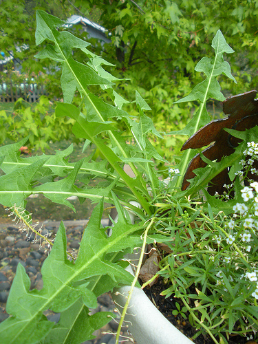 Dandelion leaves 10 10 