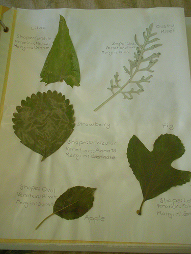 Botany notebook page 1