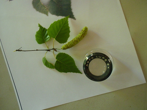 Leaves with loupe