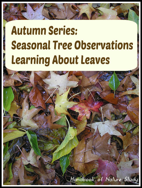 Autumn Tree Observations Leaves @handbookofnaturestudy