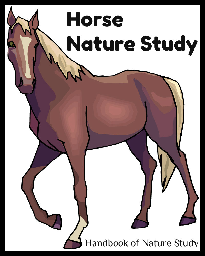 Horse+Nature+Study+@handbookofnaturestudy.blogspot.com.jpg