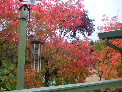 Red Trees