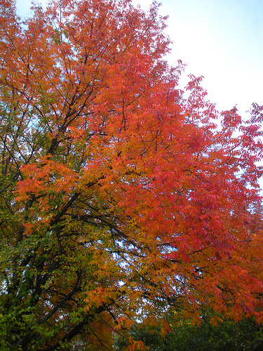 11 4 10 fall color (2)