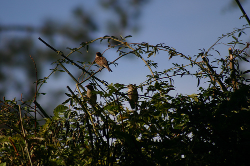 Sparrows in the Garden 1