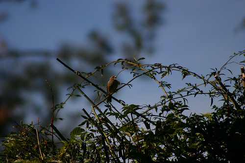 Sparrows in the Garden 2