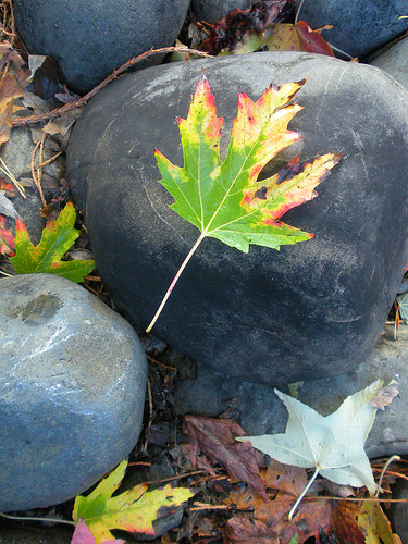 Colorful Leaf on the Rock Nov 2010