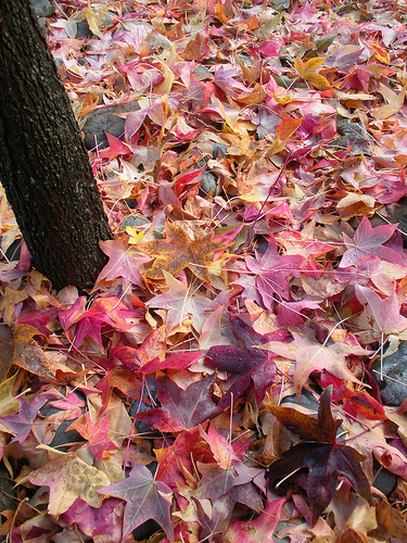 11 7 thru 11 9 10 fall yard and sky (2)