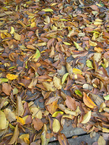 Walnut tree leaves Nov 2010