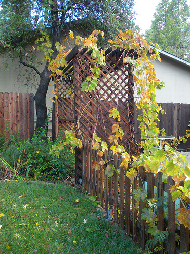 Grape Vines in Nov 2010