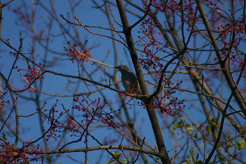 Northern Mockingbird 