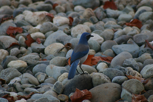 Western Scrub Jay in the Rocks