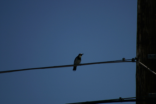 Nuttall's Woodpecker- Female