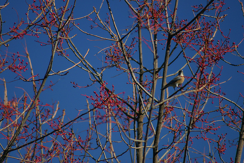 Western Bluebird