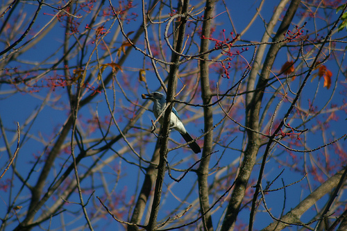 Western Scrub Jay with an Acorn