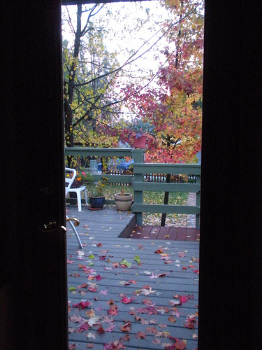 Back door View- Autumn leaves