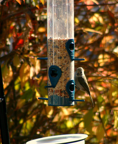 Bird in the Feeder