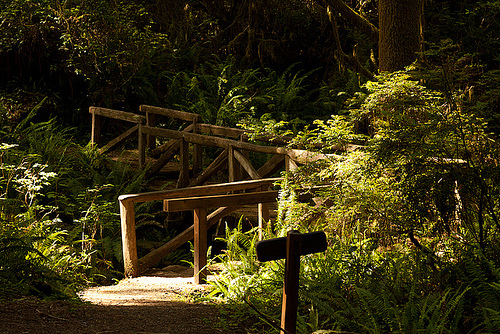 Redwoods trail