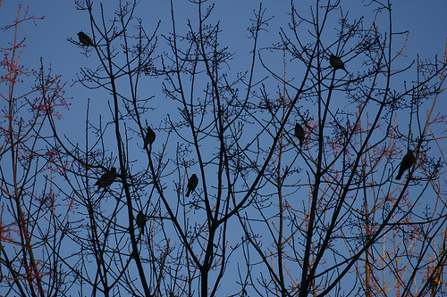 11 24 10 birds The Whole Gang