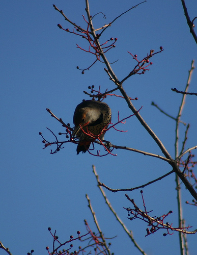 11 24 10 Northern Flicker eating 1