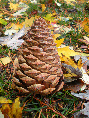 Pine Cone 11 22 10