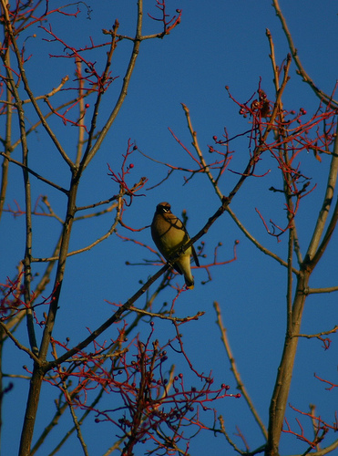 11 24 10 birds Cedar Waxwing