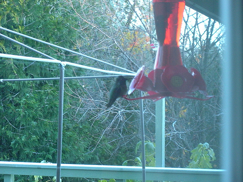 11 24 10 Hummingbird in the feeder