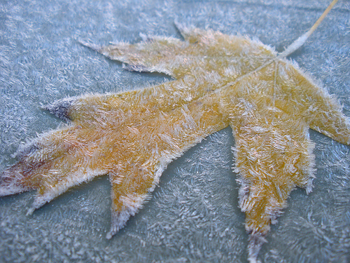 11 24 10 Frozen Leaf with ice
