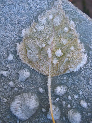 11 24 10 Frozen Leaf 
