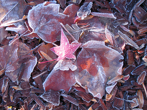 11 24 10 Icy Leaves